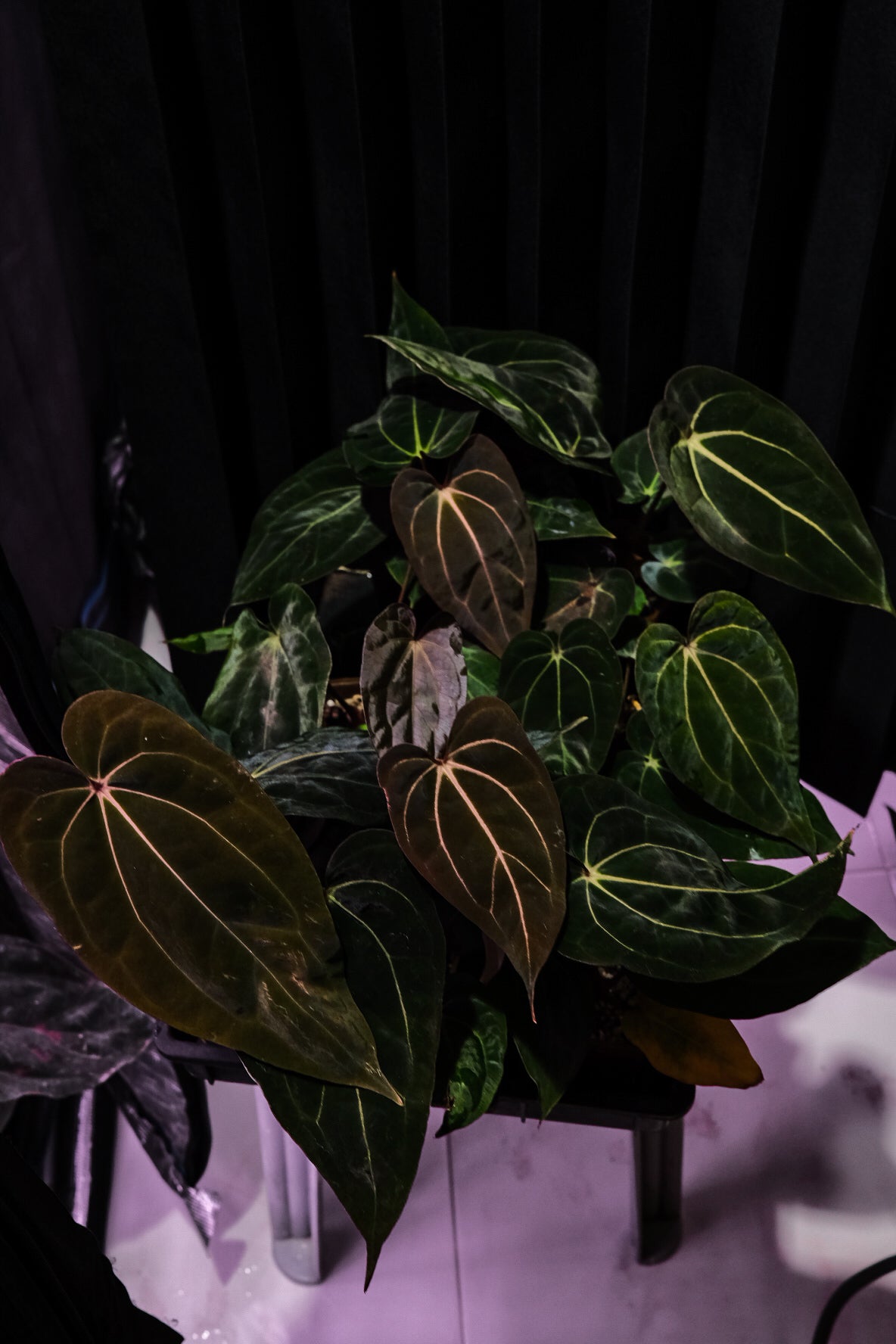 CarlaBVEP x AOS Carlablackiae (CarlaBVEP heavy)