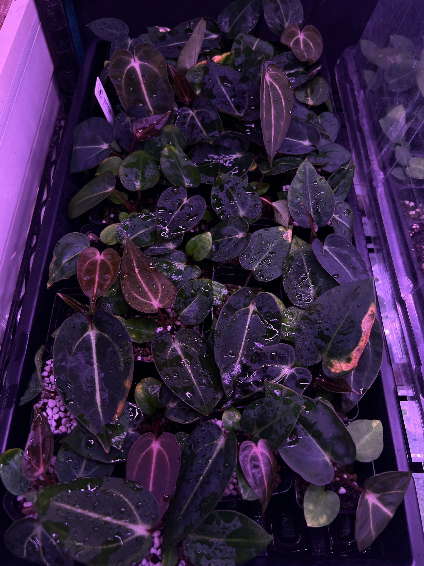 Carlablackiae 'Dior' X 'Marin'