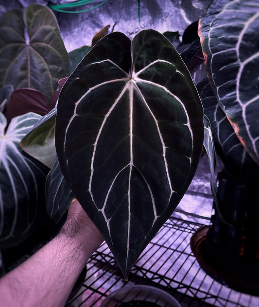 Carlablackiae '5x10' x 'Gwen'