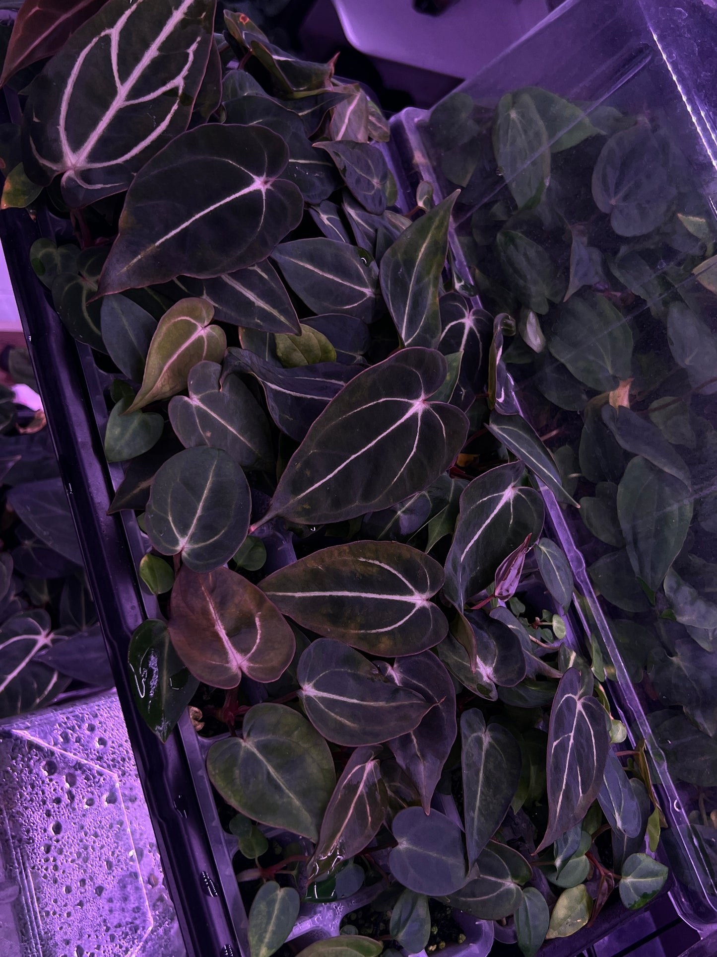 Carlablackiae 'Sting' X 'Marin'