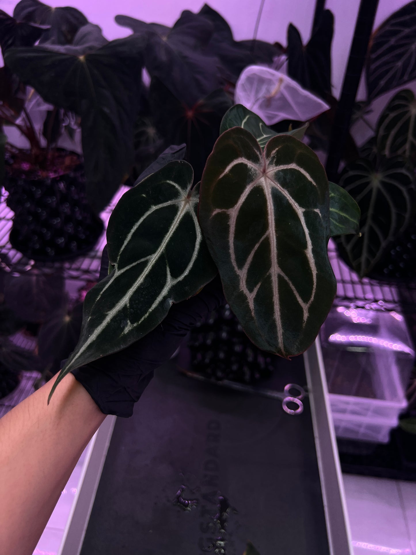 Carlablackiae 'Sting' x 'Marin'