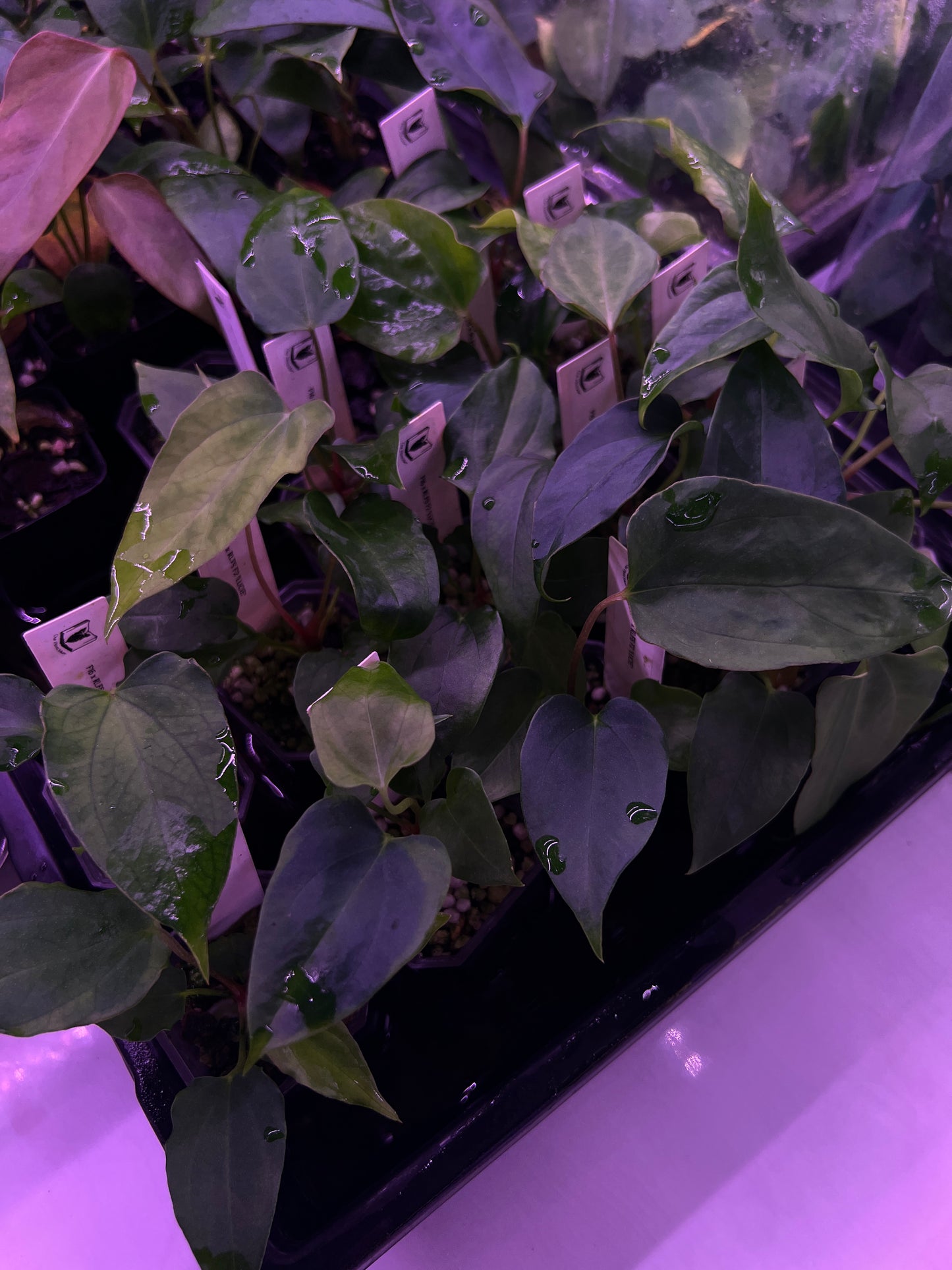 'F16' x RLFS F2 'Lucie'