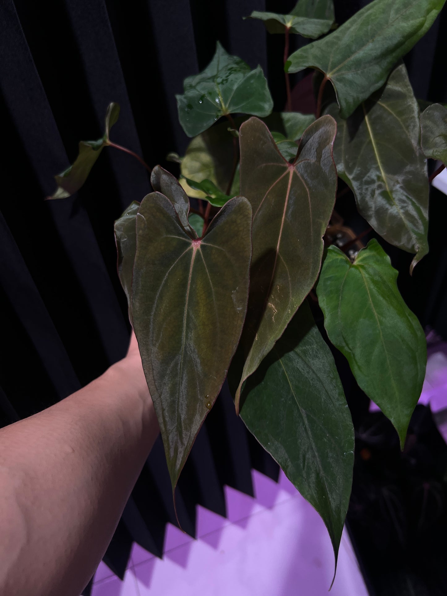 'Rudeus' x Papillilaminum FSRLxFS self