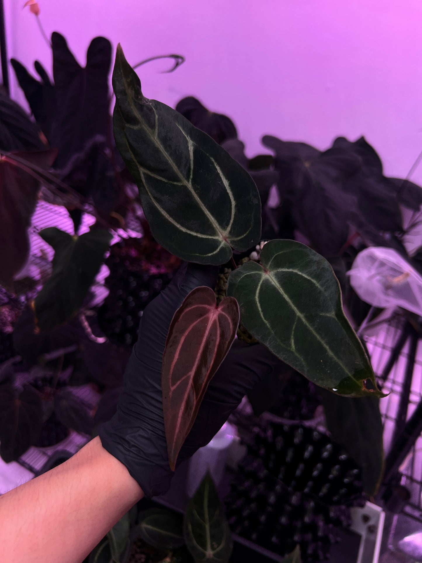 Carlablackiae 'Sting' x 'Marin'