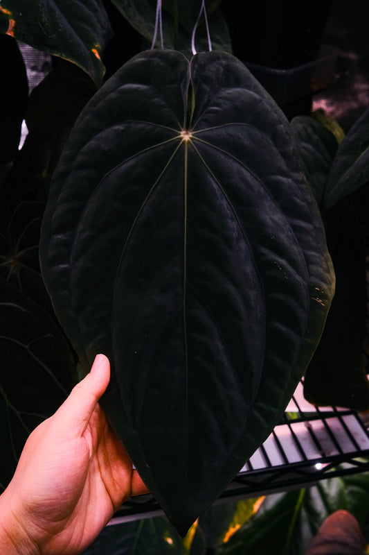 (Dressleri "Windy" x BVEP) X (Dressleri "Oliver" x BVEP "Felix")