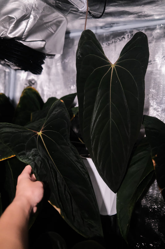 'Rudeus' x Papillilaminum FSRLxFS self