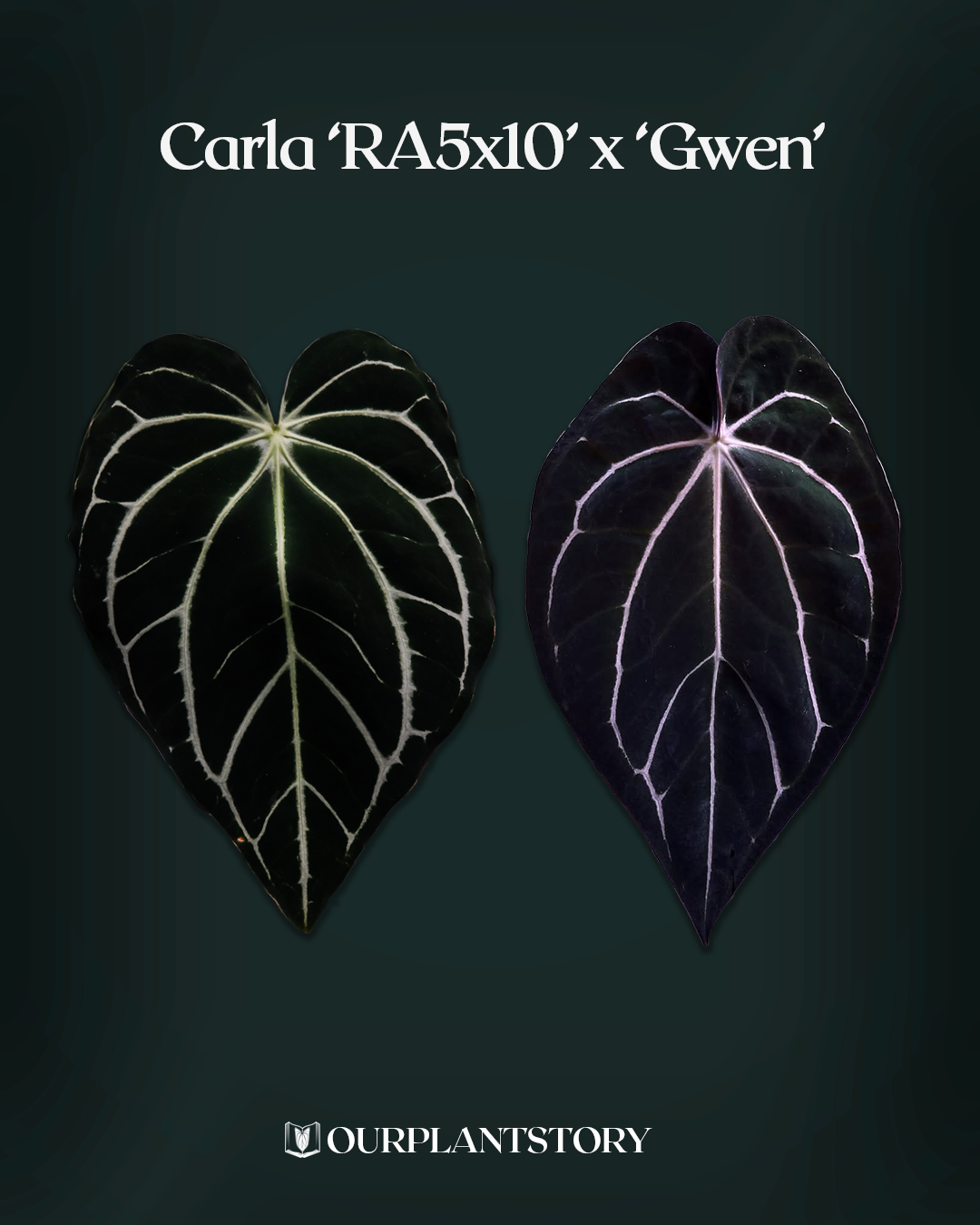 Carlablackiae '5x10' x 'Gwen'