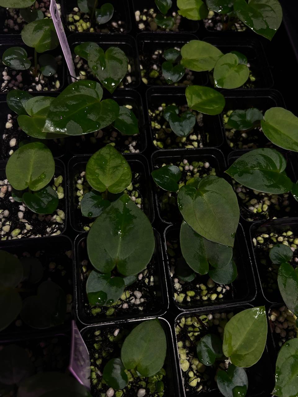 'Nyx' x Dressleri RG F2