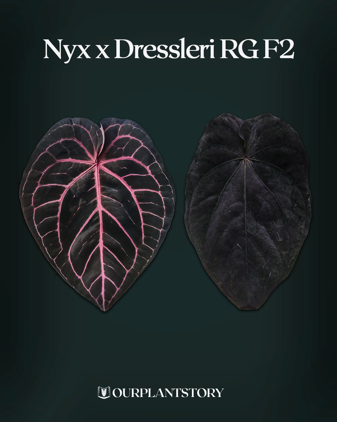 'Nyx' x Dressleri RG F2