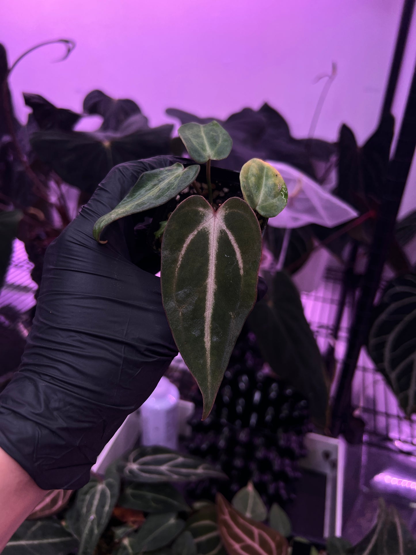 Carlablackiae 'Sting' Self