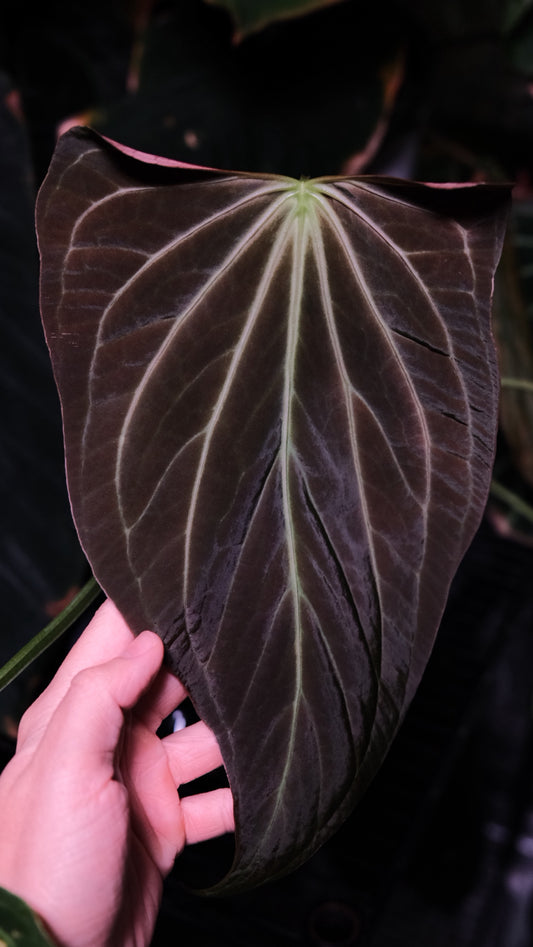 'F16' x RLFS F2 'Lucie'