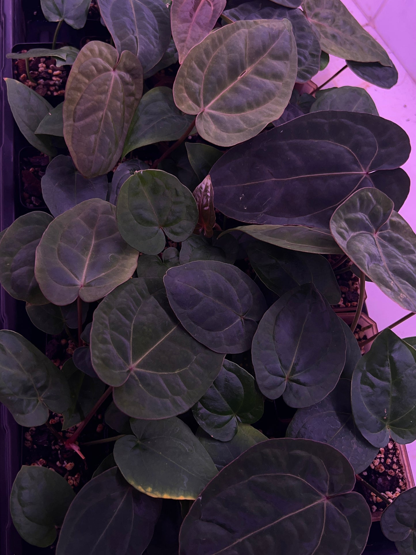 'Nyx' x Dressleri RG F2