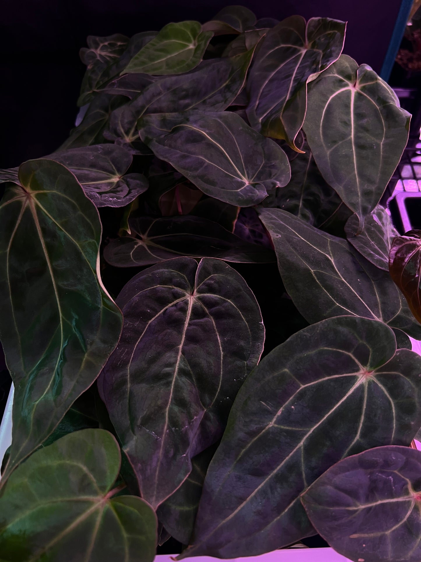 CarlaBVEP x AOS Carlablackiae (AOS Carla heavy)