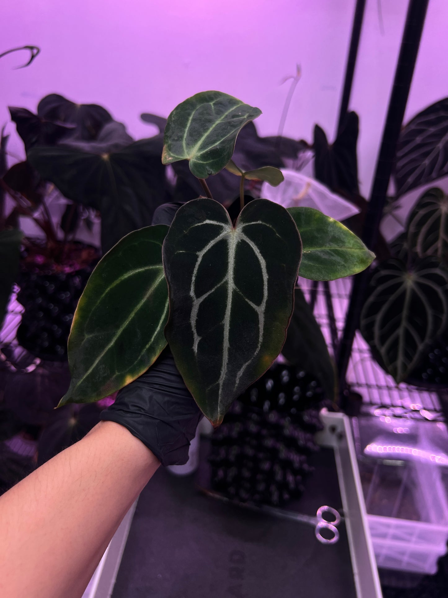 Carlablackiae 'Sting' x 'Marin'