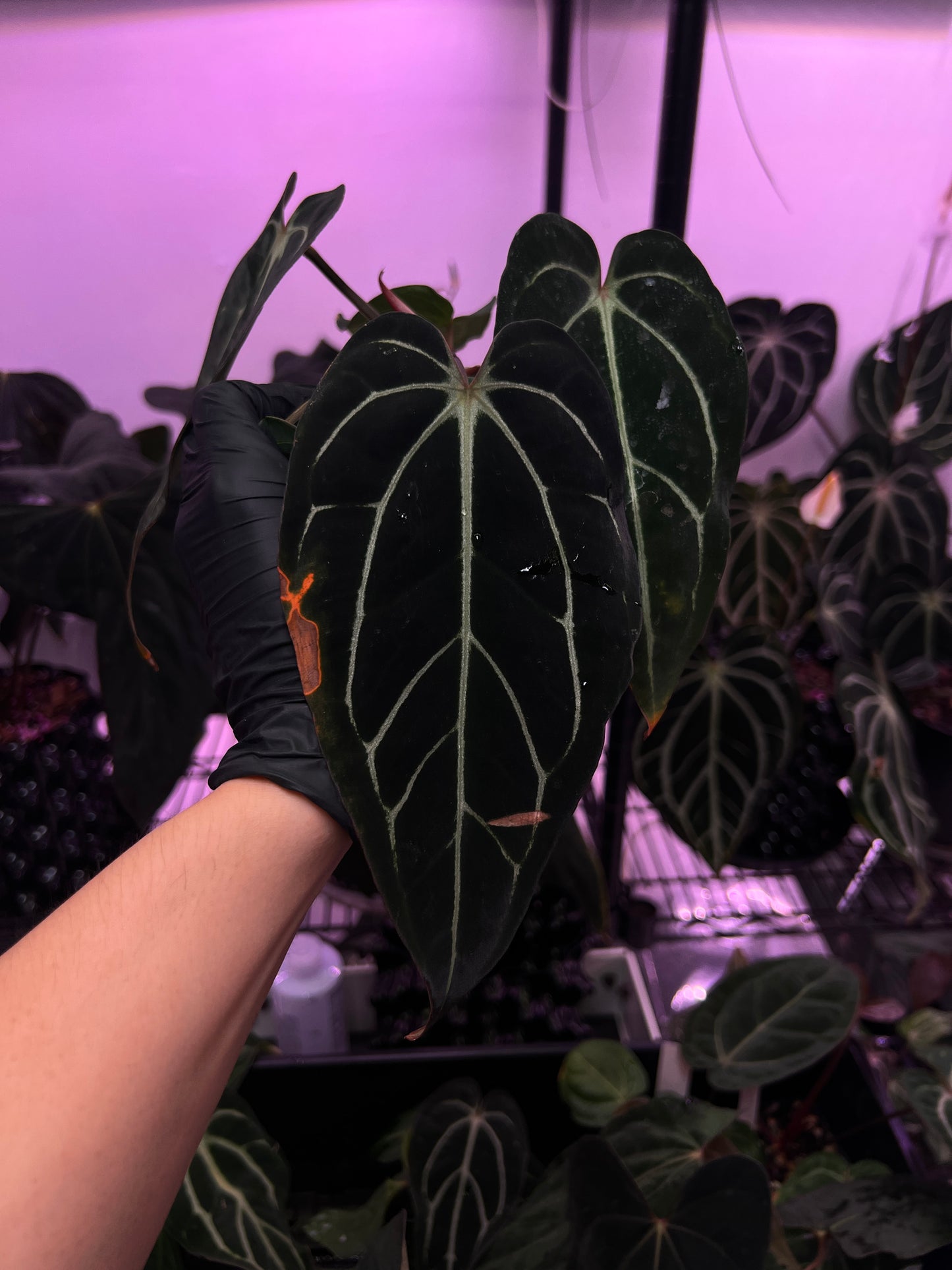 Carlablackiae 'Sting' x 'Marin'