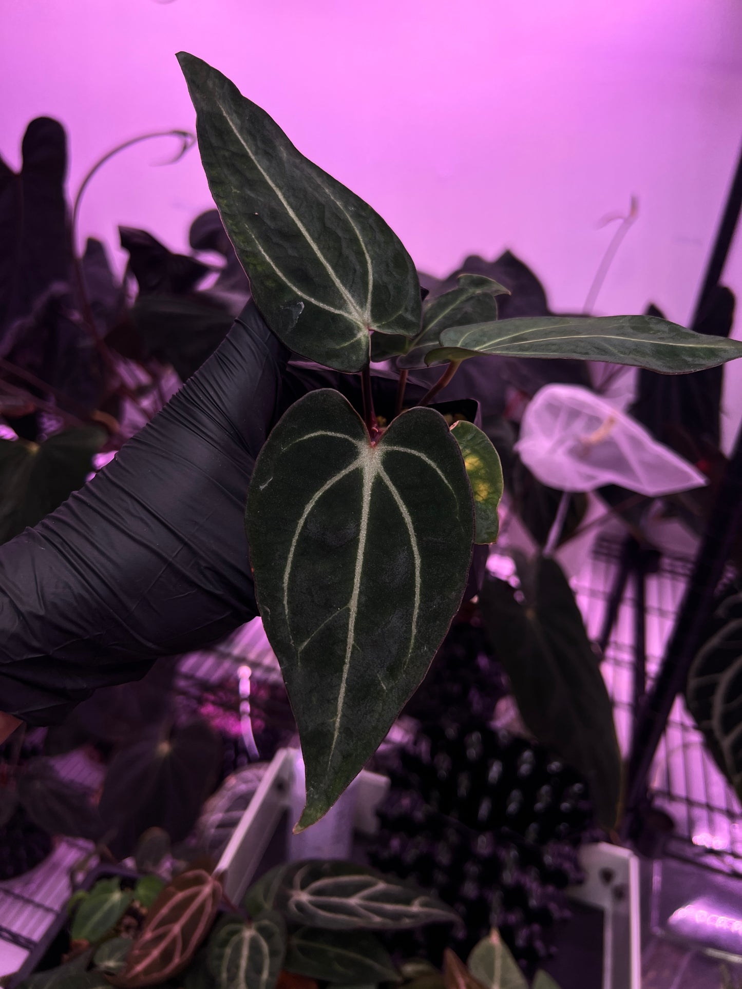 Carlablackiae 'Sting' Self