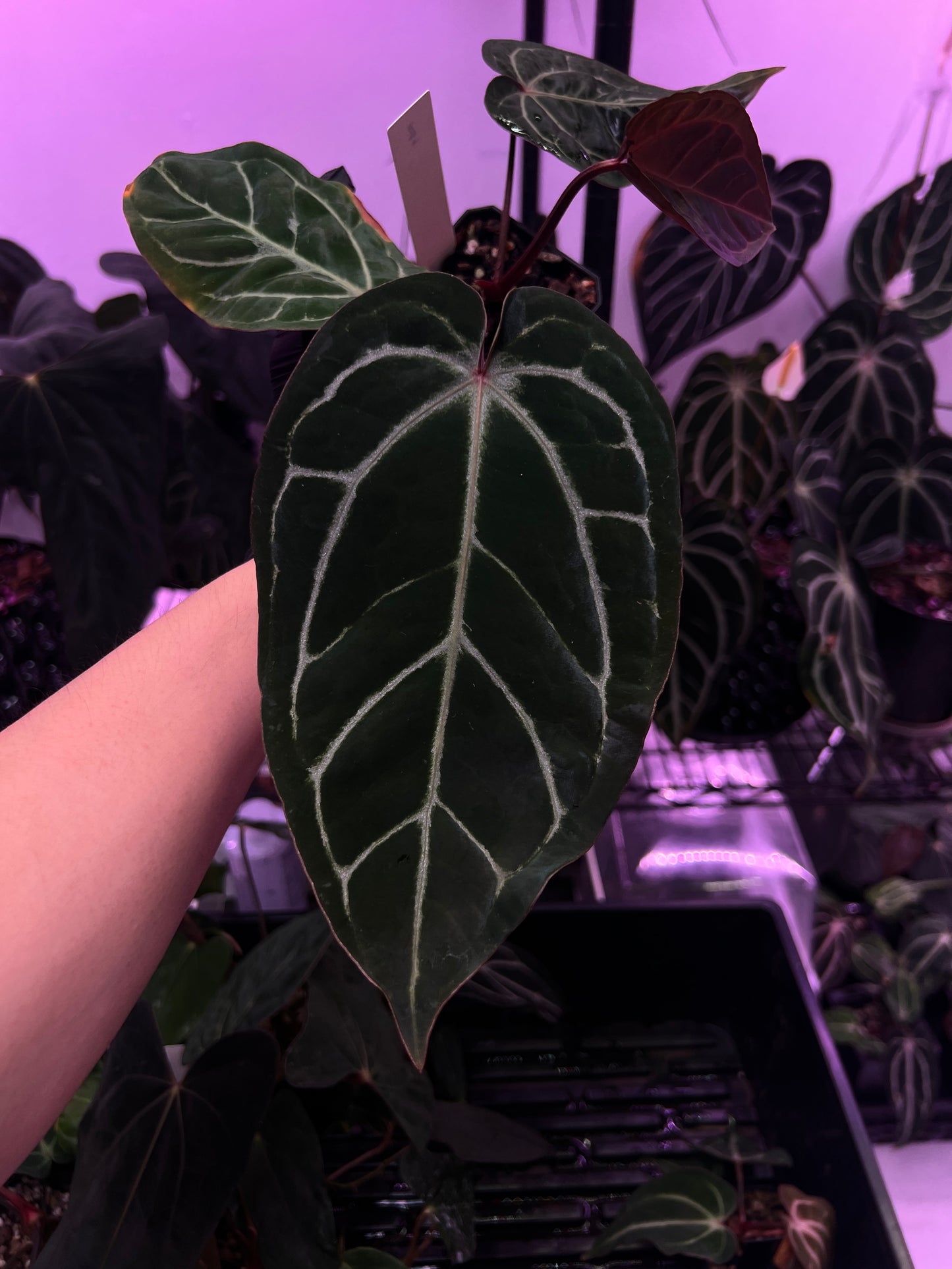 Michelle F2 x CarlaBVEP