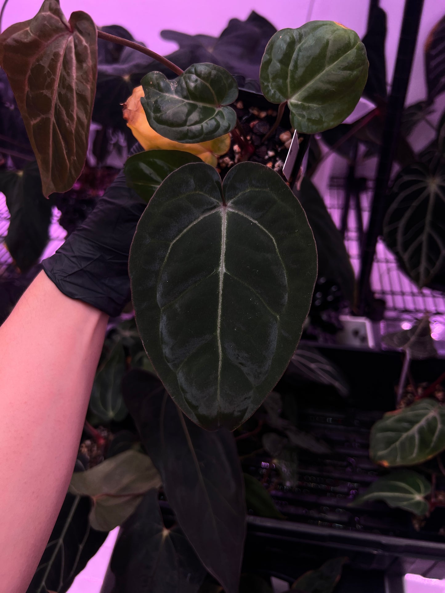 Michelle F2 x CarlaBVEP