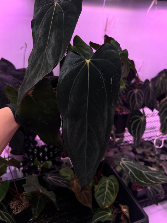 'Rudeus' x FSRL FS self