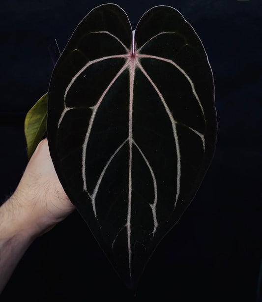 Carlablackiae 'Dior' X 'Marin'