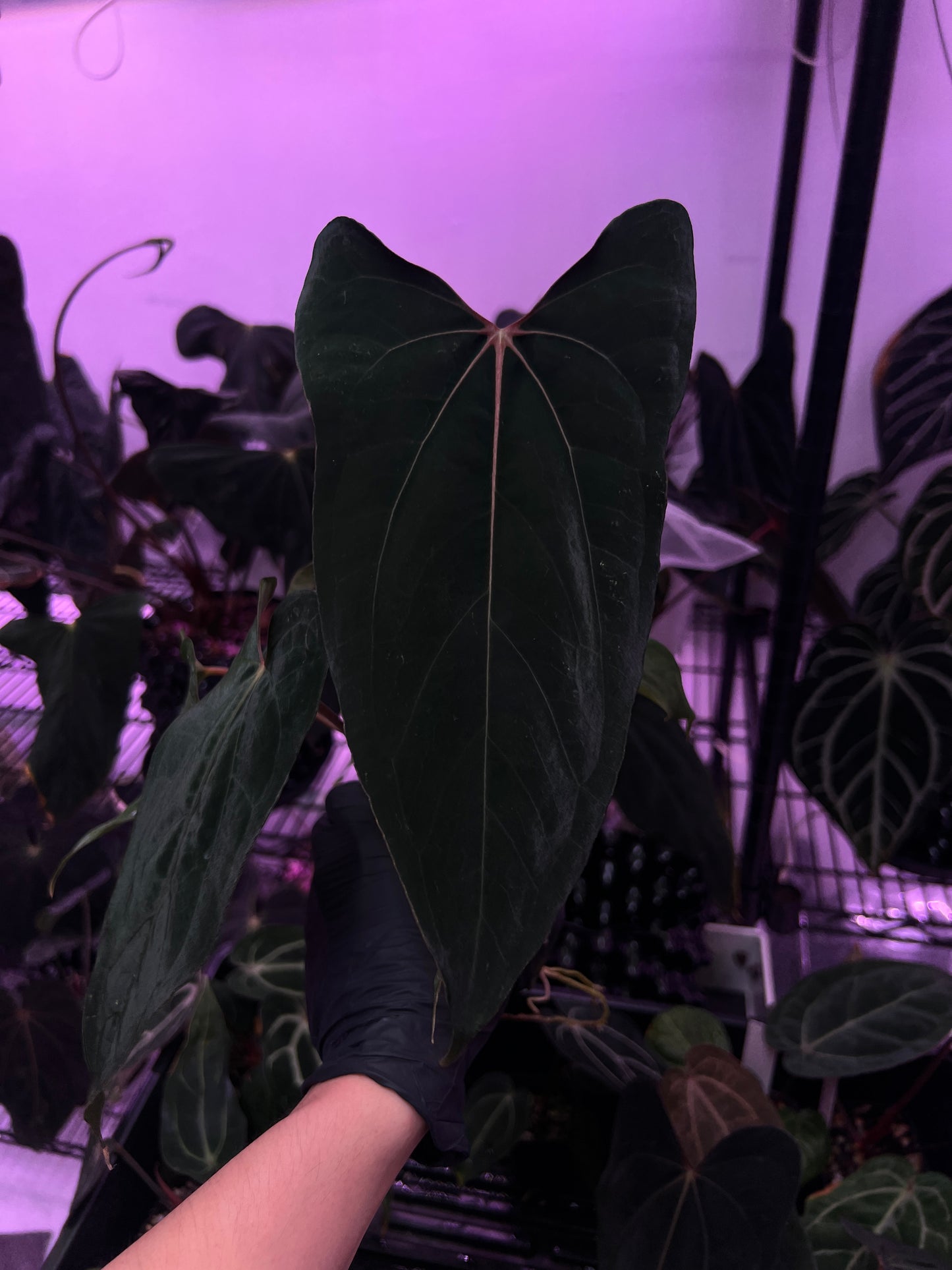 'Rudeus' x FSRL FS self