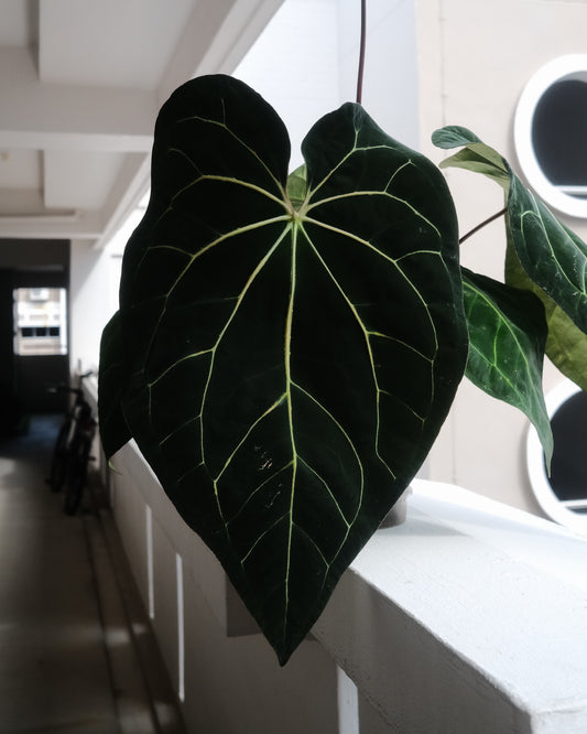 CarlaBVEP x AOS Carlablackiae (AOS Carla heavy)