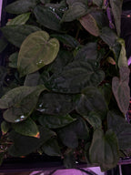 'WindyBVEP' F2