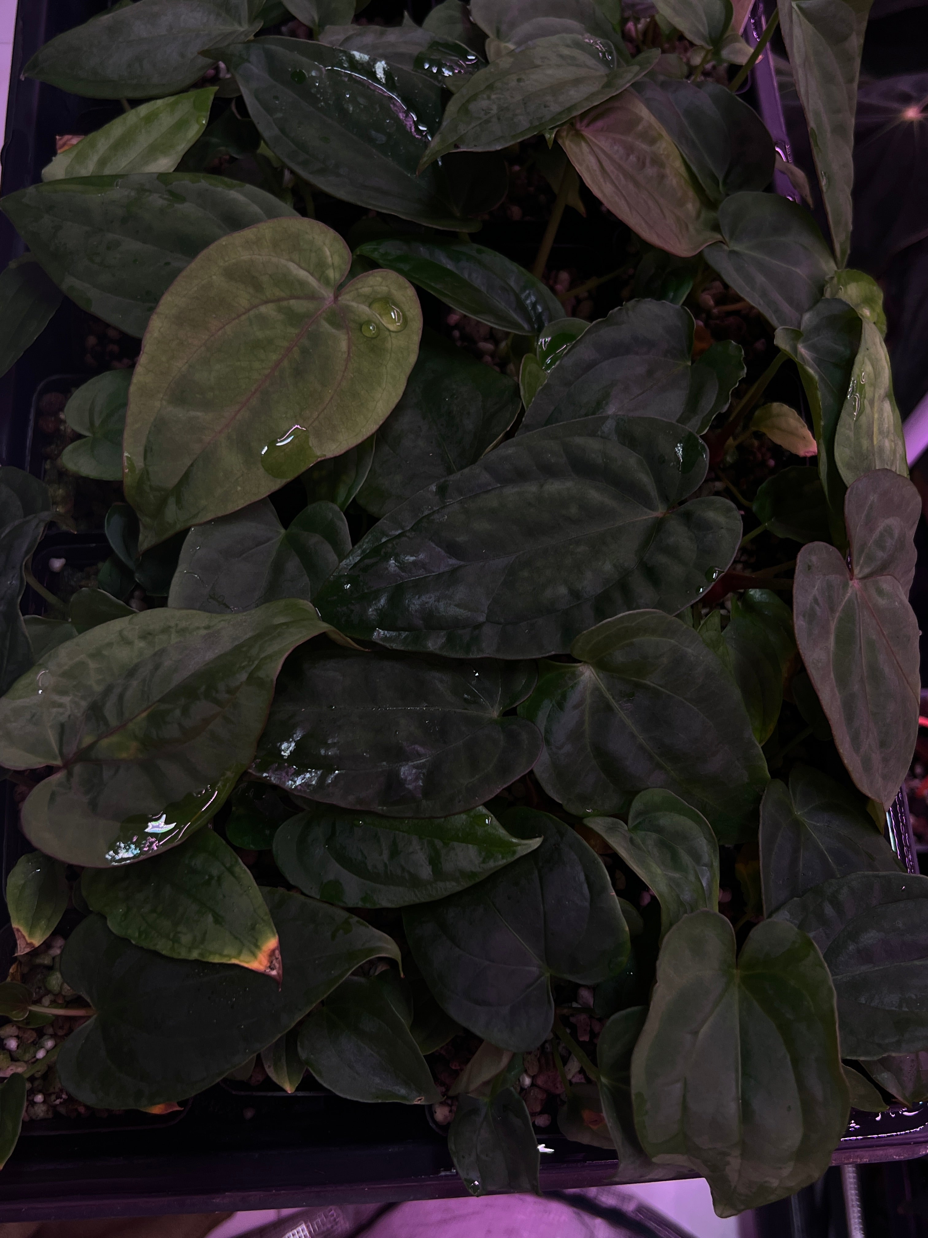 'WindyBVEP' F2