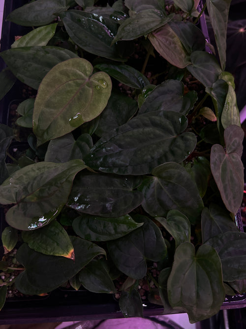 'WindyBVEP' F2