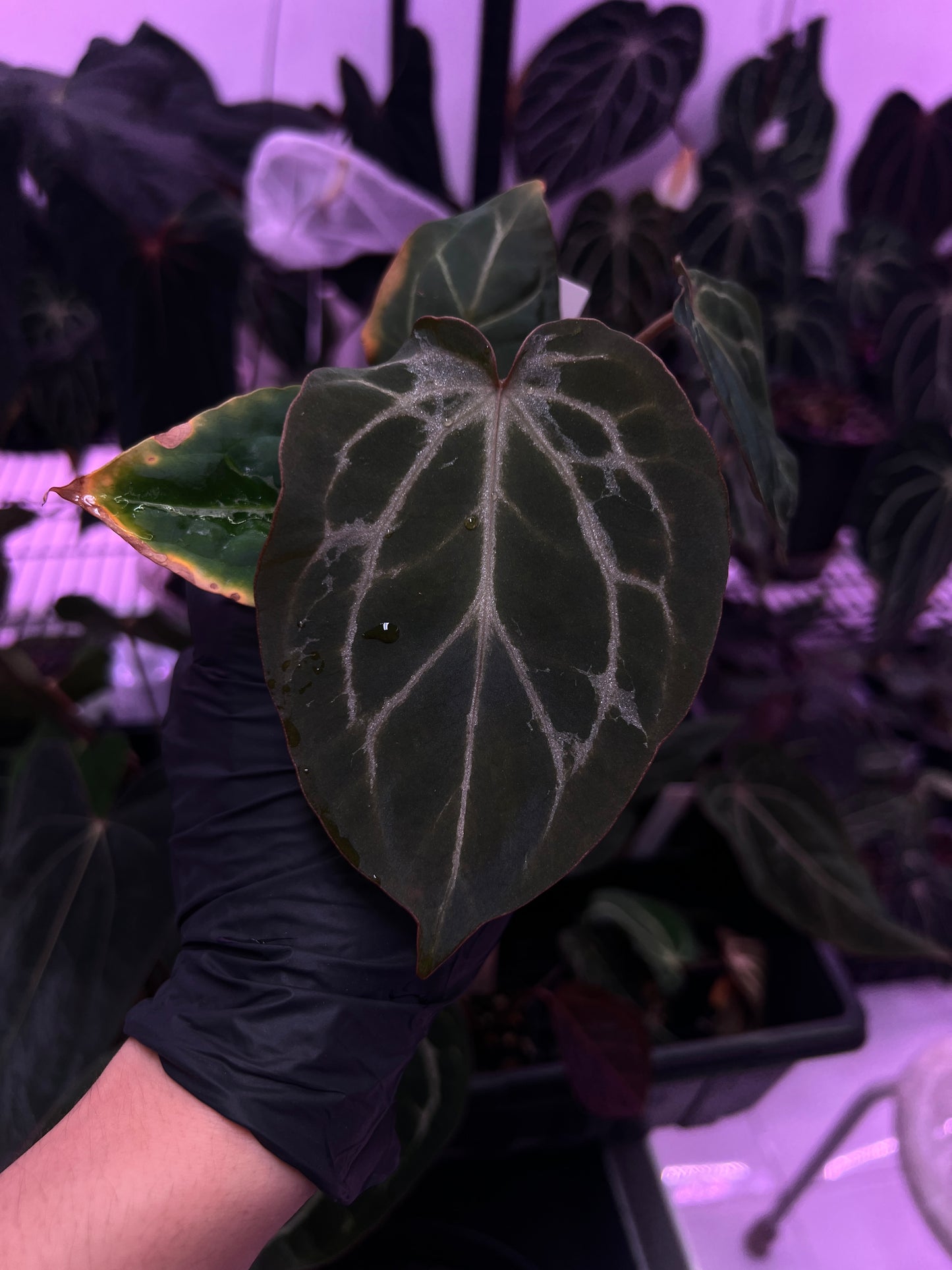 Michelle F2 x CarlaBVEP (blister var.)