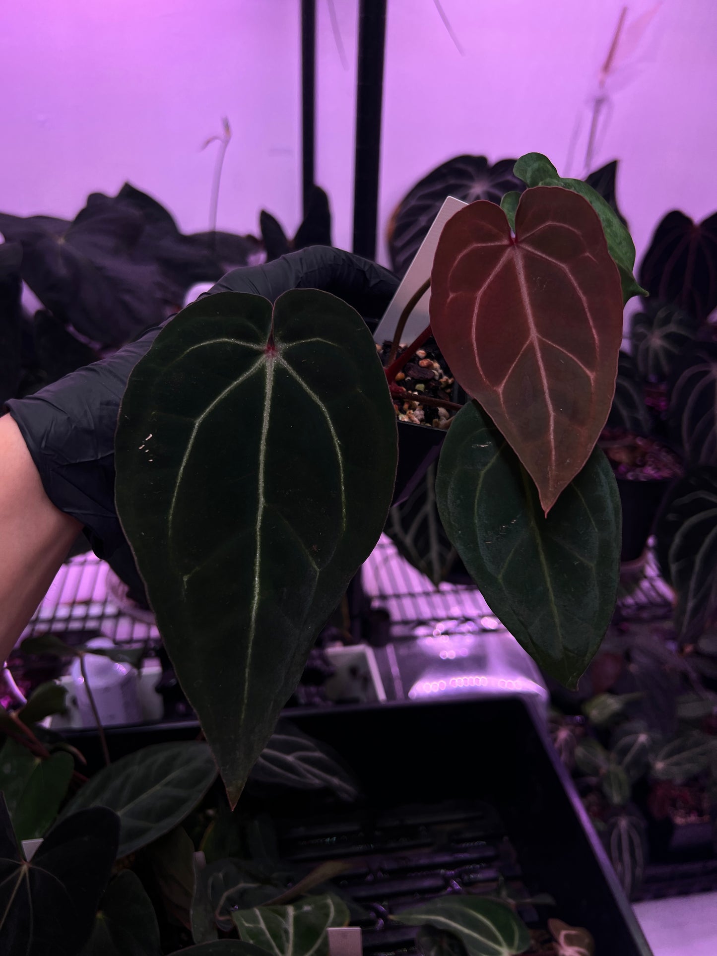 Michelle F2 x CarlaBVEP