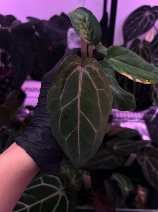 Michelle F2 x CarlaBVEP (blister var.)