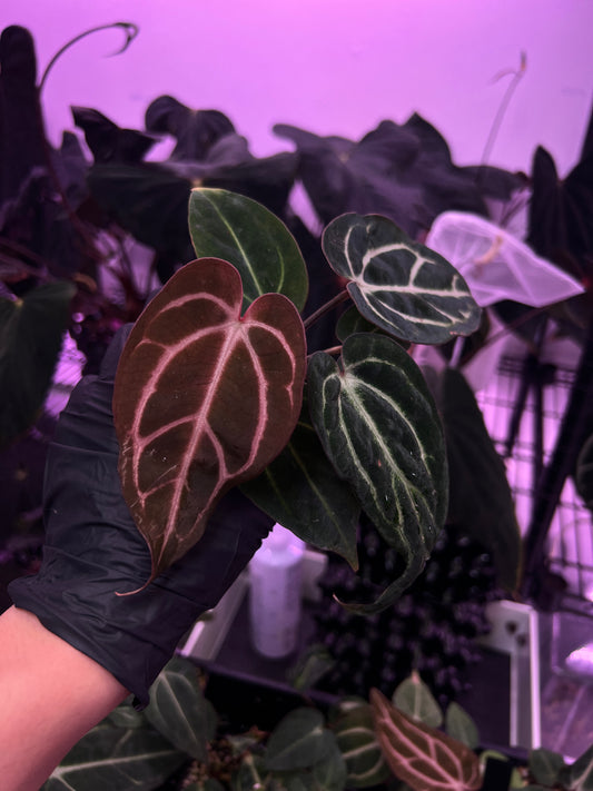 Carlablackiae 'Sting' Self