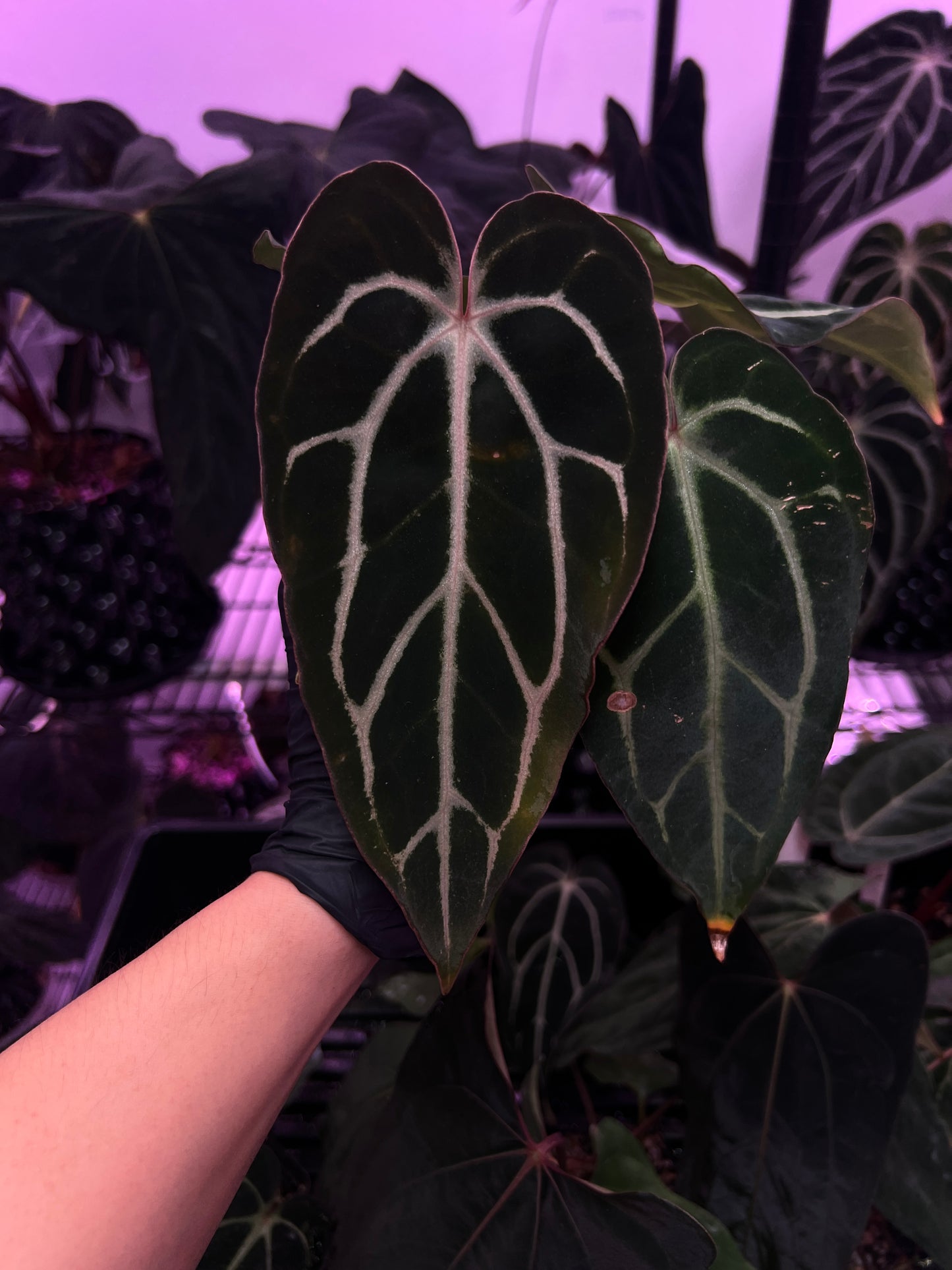 Carlablackiae 'Sting' x 'Marin'