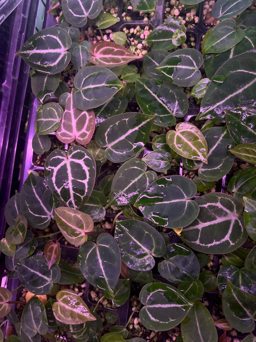 Michelle F2 x RC Port