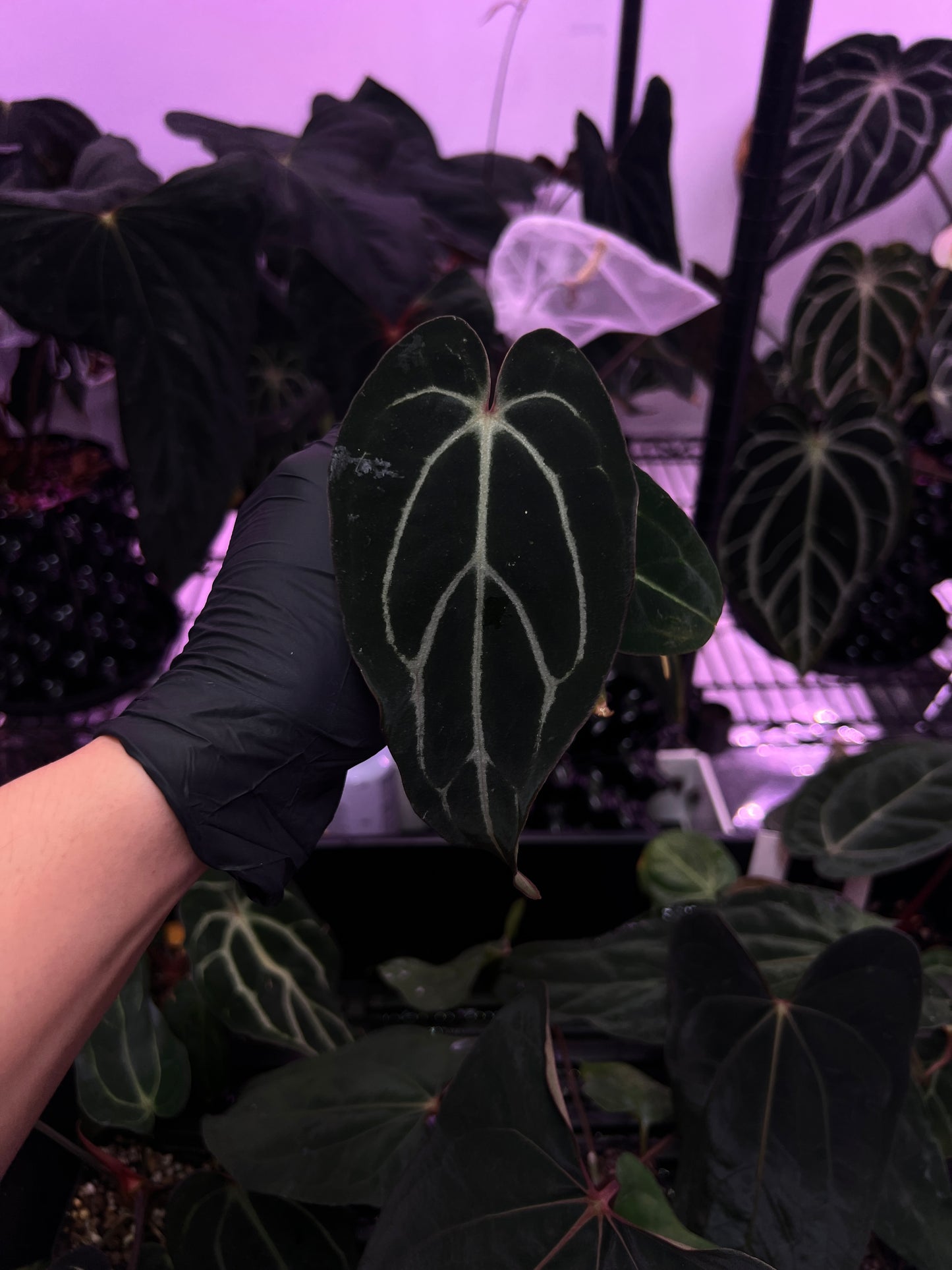 Carlablackiae 'Sting' x 'Marin'