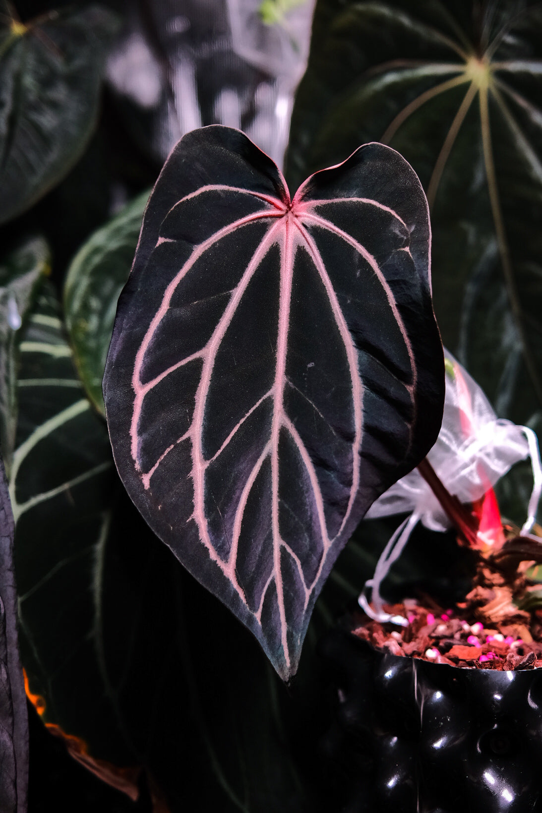 Carlablackiae 'Dior' X 'Marin'