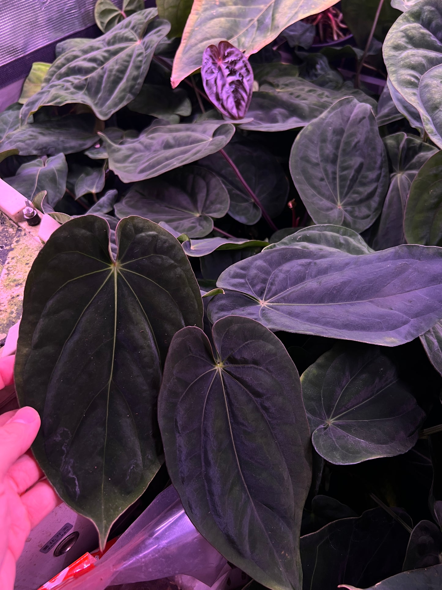 (Dressleri "Windy" x BVEP) X (Dressleri "Oliver" x BVEP "Felix")