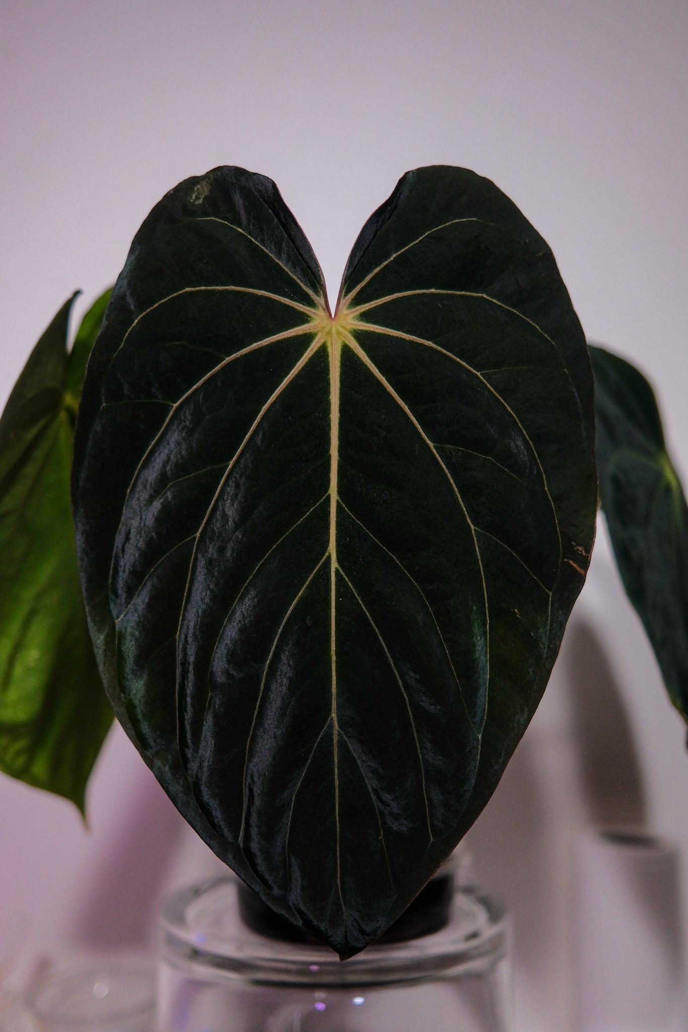 CarlaBVEP x AOS Carlablackiae (AOS Carla heavy)