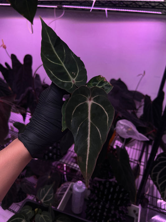 Carlablackiae 'Sting' x 'Marin'