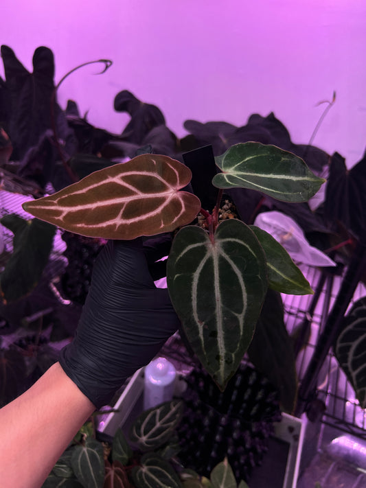 Carlablackiae 'Sting' Self