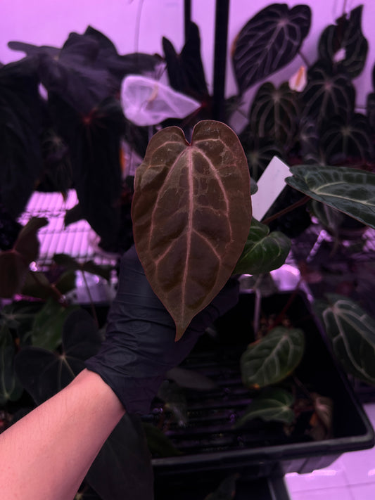 Michelle F2 x CarlaBVEP