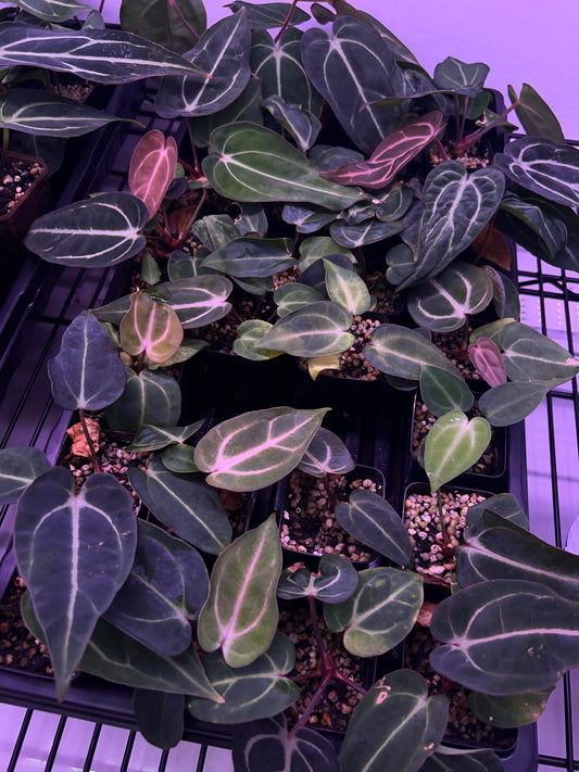 Carlablackiae 'Sting' Self