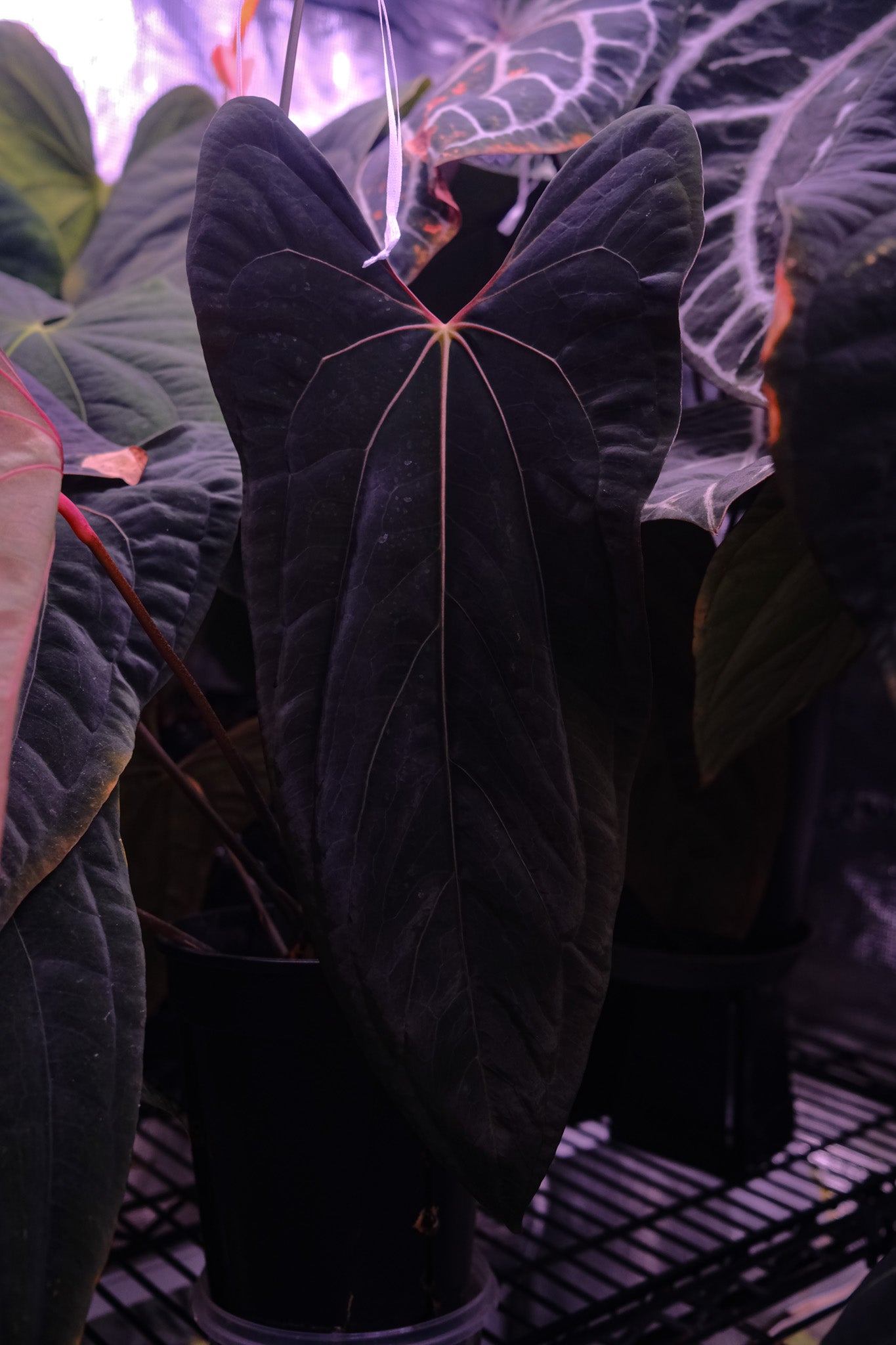 'Rudeus' x Papillilaminum FSRLxFS self