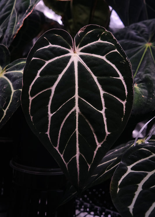 Carlablackiae 'Sting' Self