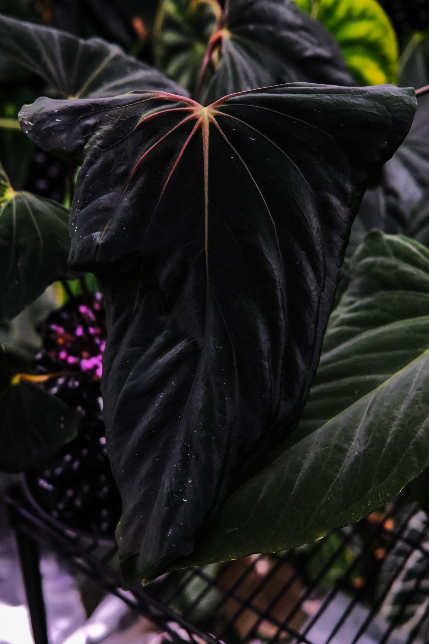 'Rudeus' x RLFS F2 'Lucie'