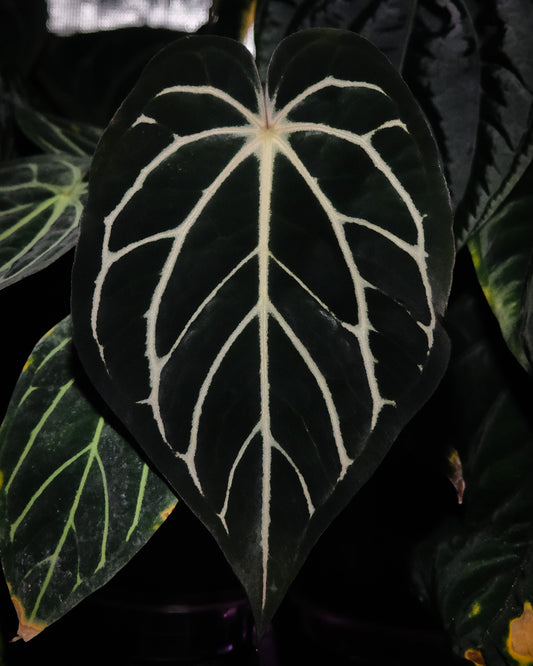 Carlablackiae 'Sting' X 'Marin'