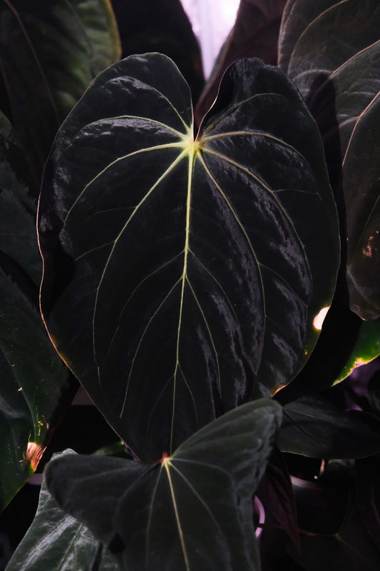 (carlablackiae 'GPH001' x antolakii 'Round') x (dressleri 'Oliver' x antolakii 'Felix')