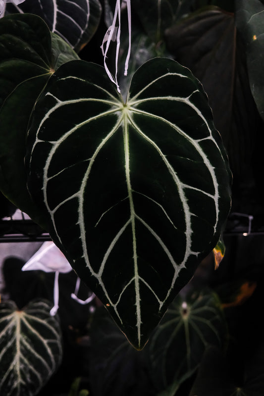 Carlablackiae '5x10' x 'Gwen'