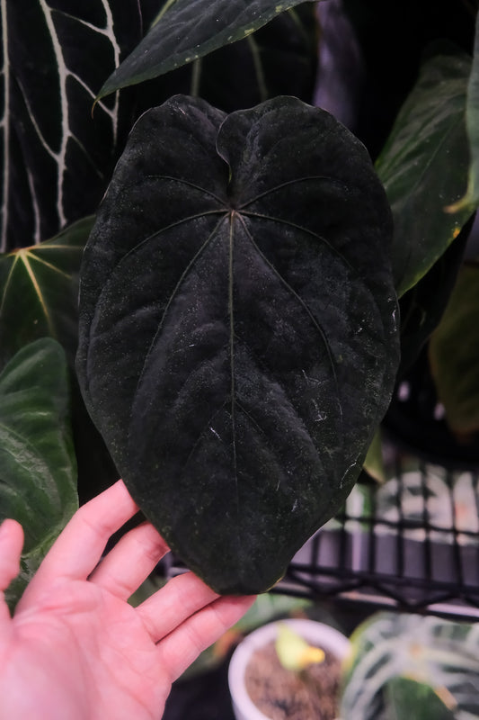 'Nyx' x Dressleri RG F2